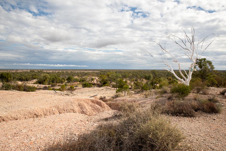 image of rocky landscape with white tree in foreground